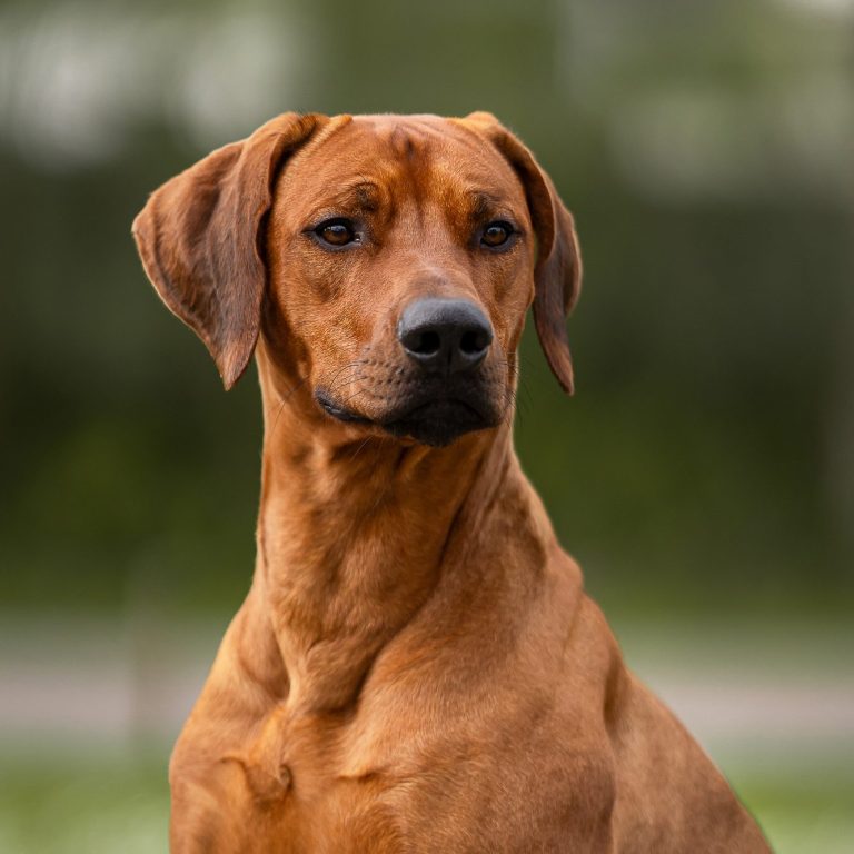 Hudson Hawk Sangoma Rhodesian Ridgeback Deckrüde Nonnweiler Club ELSA Rüde Wavulanawangu