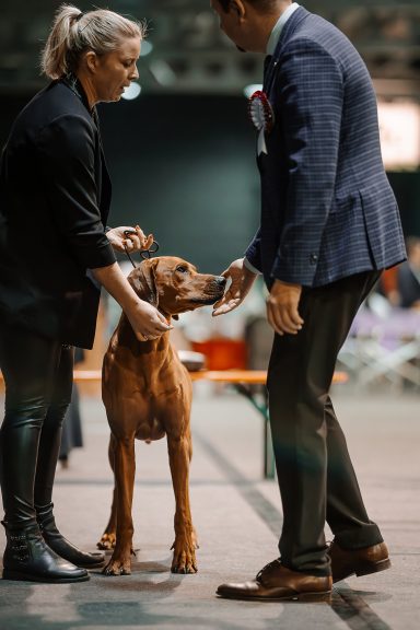 Hudson Hawk Sangoma Wavulanawangu Rhodesian Ridgeback Deckrüde