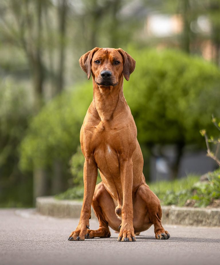 Hudson Hawk Sangoma Rhodesian Ridgeback Deckrüde Nonnweiler Club ELSA Rüde Wavulanawangu