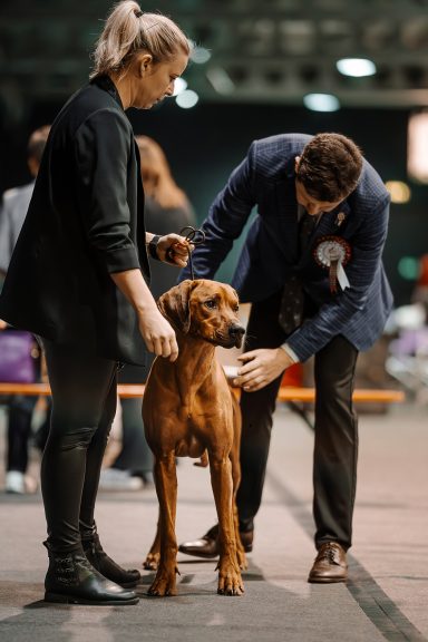 Hudson Hawk Sangoma Wavulanawangu Rhodesian Ridgeback DeckrüdeRidgeback 